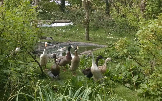 Ducks near the pond