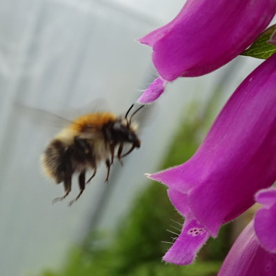 Busy bee investigating foxglove flower