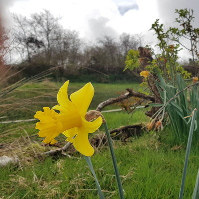 Daffodil and garden 