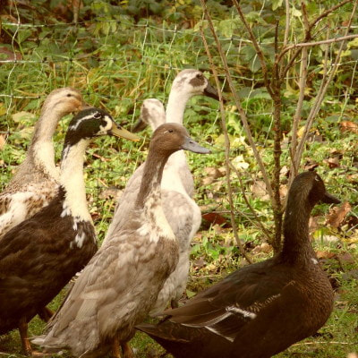 Ducks from the Gortbrack farm